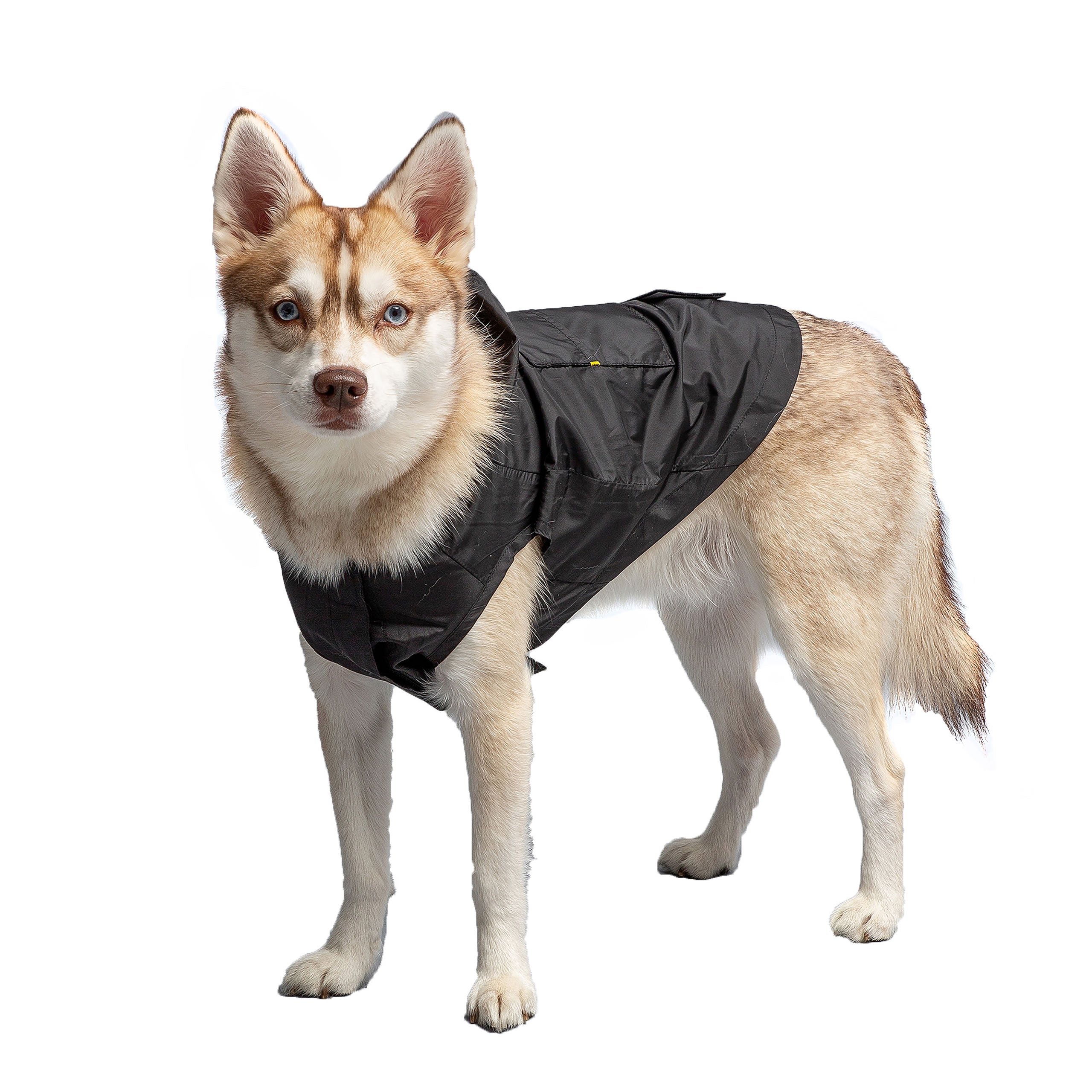 Paw Inspire