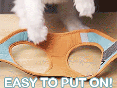 Paw Inspire