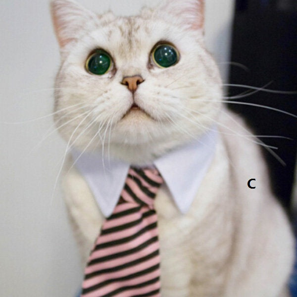 Paw Inspire