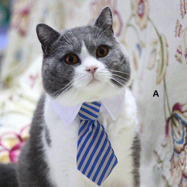 Paw Inspire