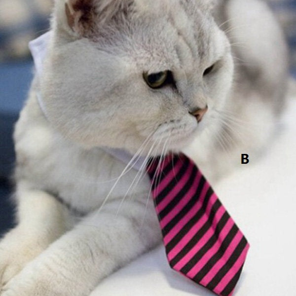 Paw Inspire