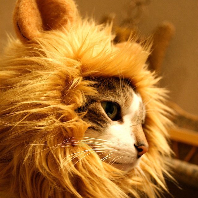 Paw Inspire