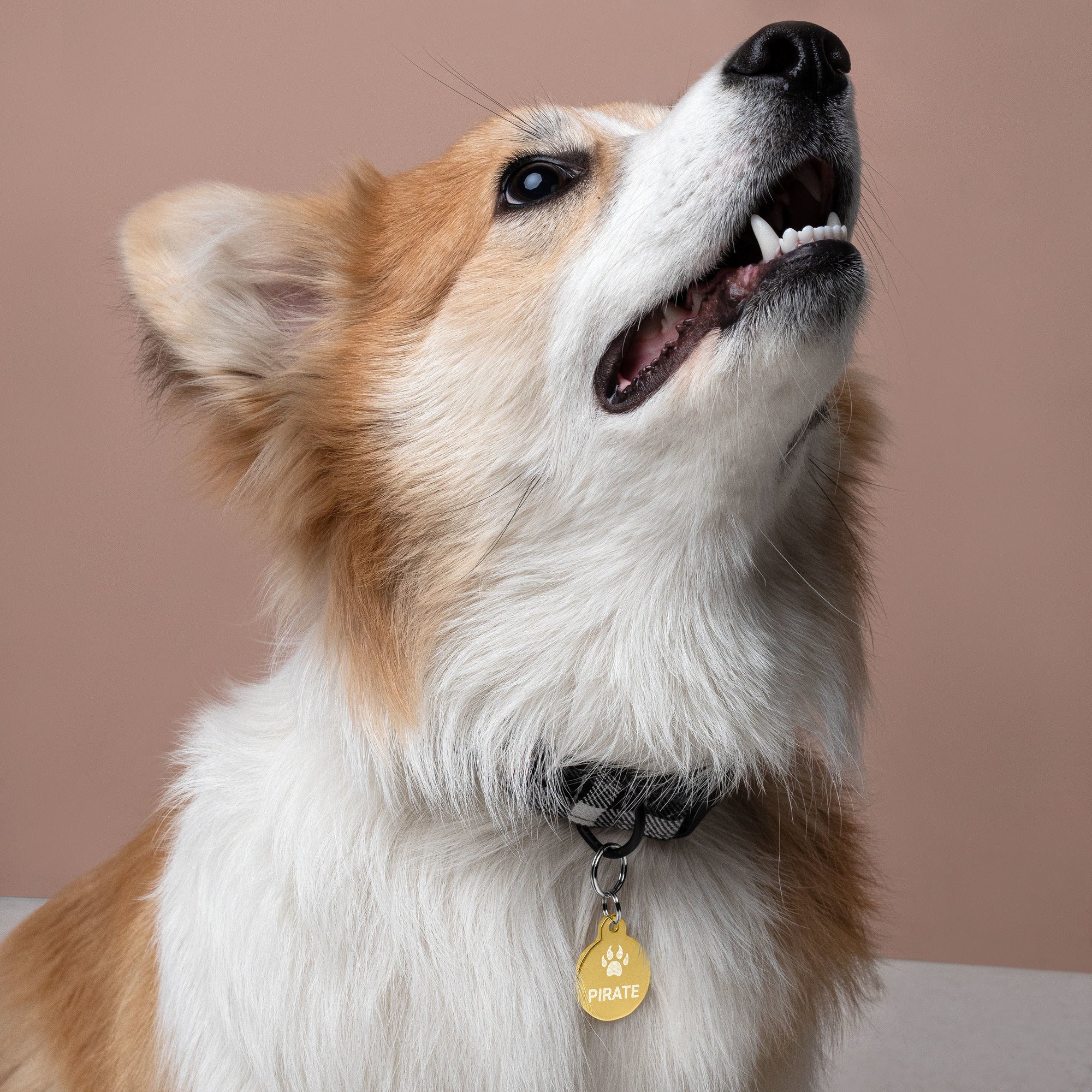 Paw Inspire