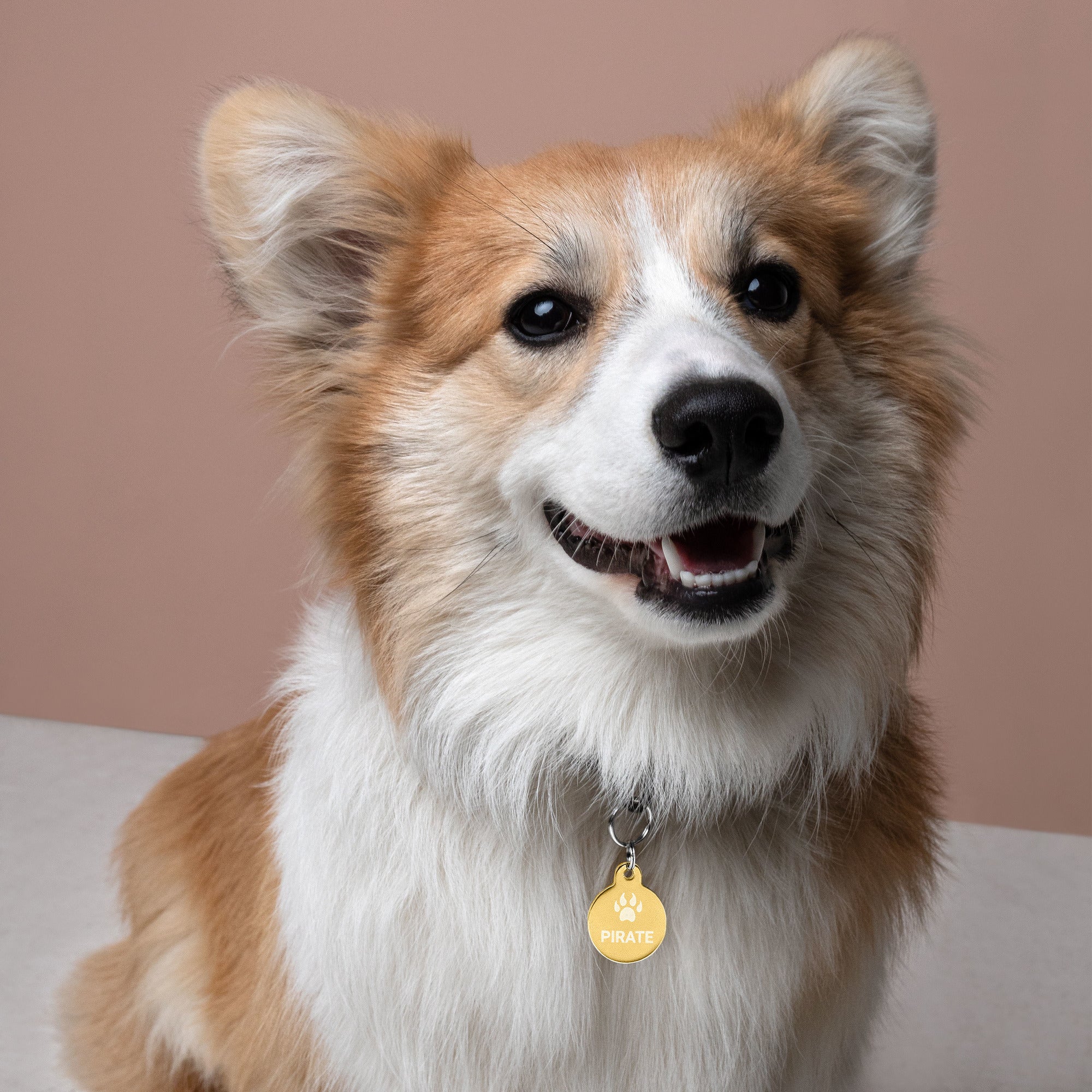 Paw Inspire