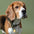 Engraved pet ID tag