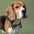 Engraved pet ID tag