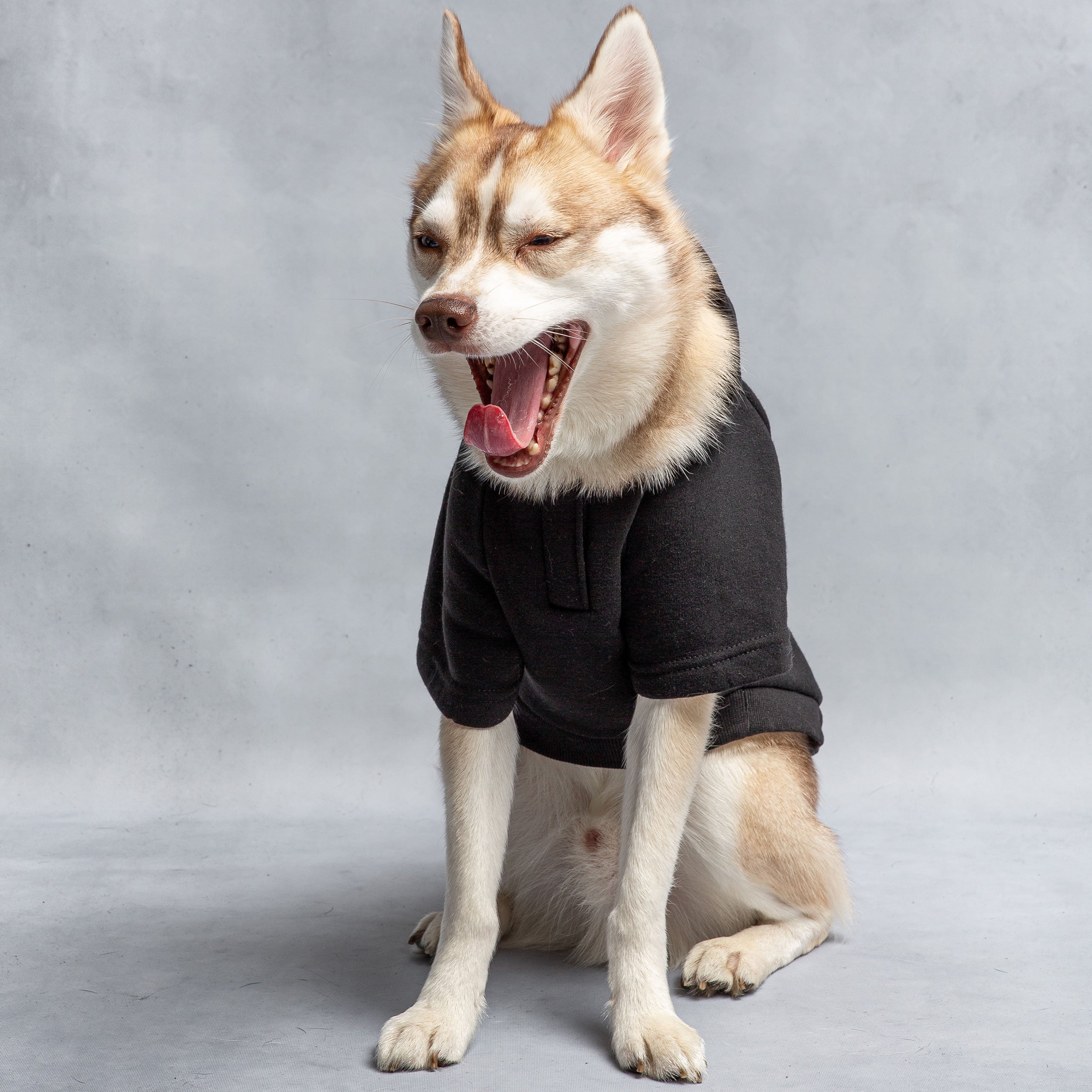 Paw Inspire