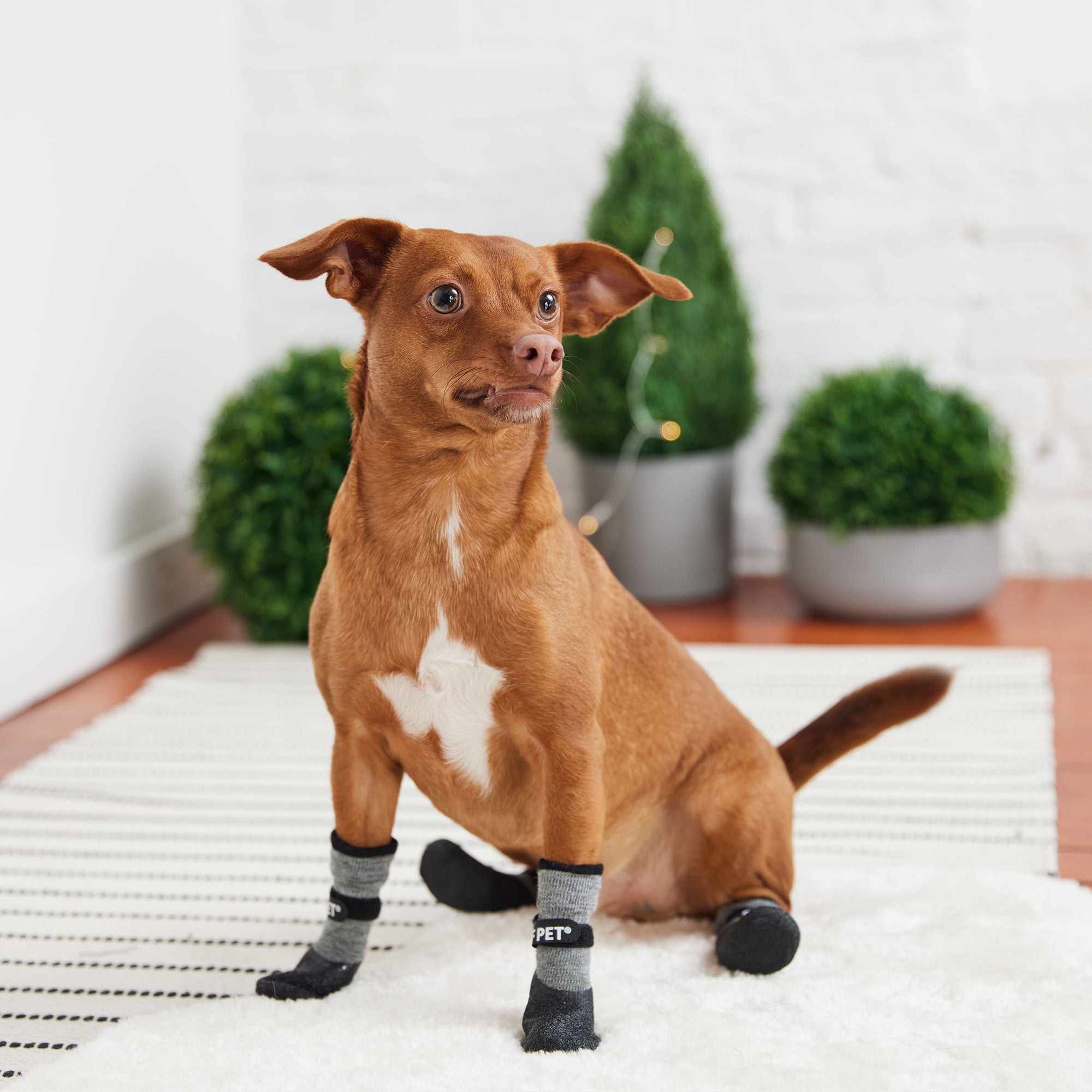 Paw Inspire